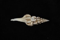 藏品(旋螺)的圖片